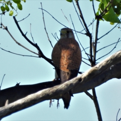 Falco cenchroides (Nankeen Kestrel) at Town Common, QLD - 19 Mar 2021 by TerryS