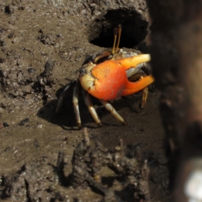 Unidentified Crab at Town Common, QLD - 19 Mar 2021 by TerryS