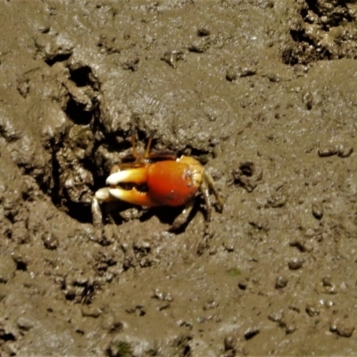 Unverified Crab at Town Common, QLD - 2 May 2021 by TerryS