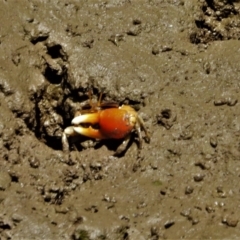 Unidentified Crab at Town Common, QLD - 2 May 2021 by TerryS