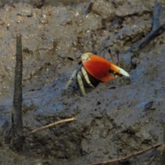 Unidentified Crab (TBC) at Town Common, QLD - 19 Mar 2021 by TerryS