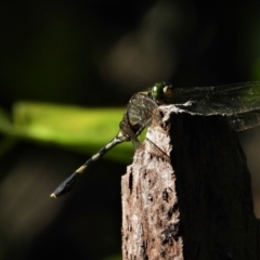 Unidentified Dragonfly (Anisoptera) at Town Common, QLD - 1 May 2021 by TerryS