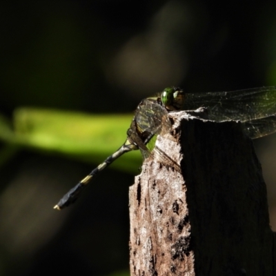 Unidentified Dragonfly (Anisoptera) at Town Common, QLD - 1 May 2021 by TerryS