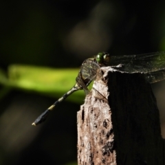 Unidentified Damselfly (Zygoptera) at Town Common, QLD - 1 May 2021 by TerryS