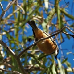 Pachycephala rufiventris (Rufous Whistler) at Town Common, QLD - 5 Feb 2022 by TerryS
