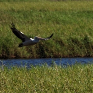 Pelecanus conspicillatus at Town Common, QLD - 14 Aug 2021