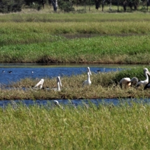 Pelecanus conspicillatus at Town Common, QLD - 14 Aug 2021