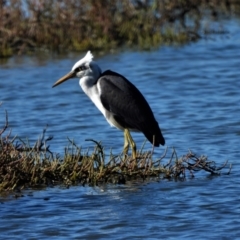 Egretta picata (Pied Heron) at Town Common, QLD - 2 May 2021 by TerryS