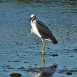 Egretta picata at Town Common, QLD - 2 May 2021 08:58 AM