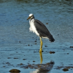 Egretta picata (Pied Heron) at Town Common, QLD - 1 May 2021 by TerryS