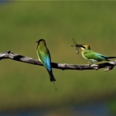 Merops ornatus (Rainbow Bee-eater) at Town Common, QLD - 2 May 2021 by TerryS