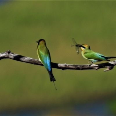 Merops ornatus (Rainbow Bee-eater) at Town Common, QLD - 2 May 2021 by TerryS