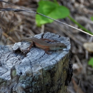 Carlia decora at Town Common, QLD - 2 May 2021