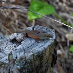Carlia decora (Elegant Rainbow Skink) at Town Common, QLD - 2 May 2021 by TerryS