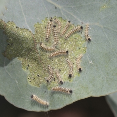 Uraba lugens (Gumleaf Skeletonizer) at Bango, NSW - 3 Feb 2022 by AlisonMilton