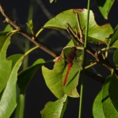 Unidentified Damselfly (Zygoptera) at Town Common, QLD - 1 May 2021 by TerryS