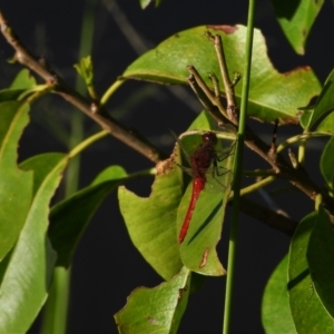 Rhodothemis lieftincki at Town Common, QLD - 2 May 2021 08:21 AM