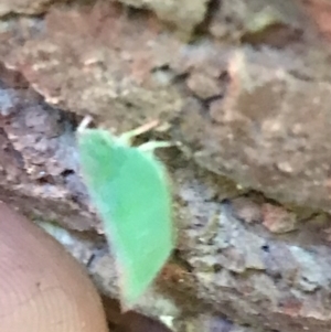 Siphanta sp. (genus) at Garran, ACT - 4 Feb 2022