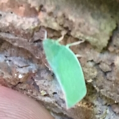 Siphanta sp. (genus) at Garran, ACT - 4 Feb 2022