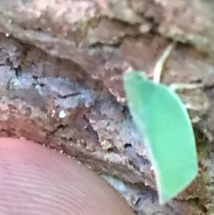 Siphanta sp. (genus) at Garran, ACT - 4 Feb 2022