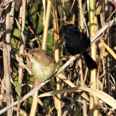 Malurus melanocephalus (Red-backed Fairywren) at Town Common, QLD - 1 May 2021 by TerryS