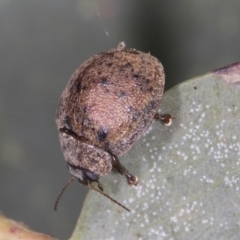 Trachymela sp. (genus) (Brown button beetle) at Bango, NSW - 2 Feb 2022 by AlisonMilton