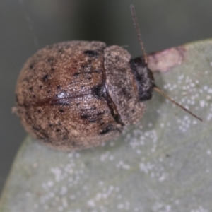 Trachymela sp. (genus) at Bango, NSW - 3 Feb 2022 10:54 AM