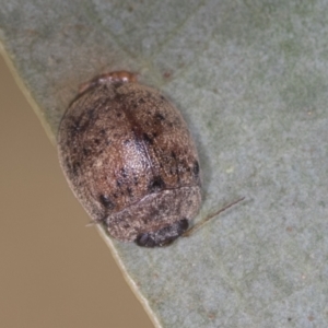 Trachymela sp. (genus) at Bango, NSW - 3 Feb 2022 10:54 AM