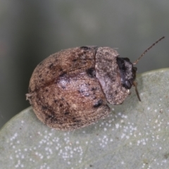 Trachymela sp. (genus) at Bango, NSW - 3 Feb 2022 10:54 AM