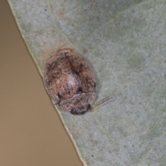 Trachymela sp. (genus) at Bango, NSW - 3 Feb 2022