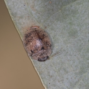 Trachymela sp. (genus) at Bango, NSW - 3 Feb 2022 10:54 AM