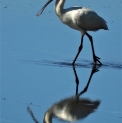 Platalea regia (Royal Spoonbill) at Town Common, QLD - 20 Mar 2021 by TerryS