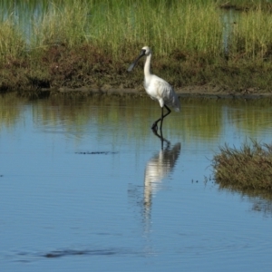 Platalea regia at Town Common, QLD - 20 Mar 2021 08:55 AM