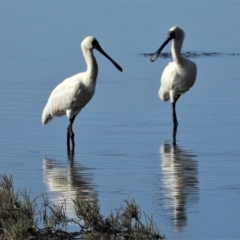 Platalea regia (Royal Spoonbill) at Town Common, QLD - 19 Mar 2021 by TerryS