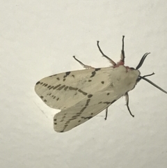 Ardices canescens (Dark-spotted Tiger Moth) at Garran, ACT - 4 Feb 2022 by Tapirlord