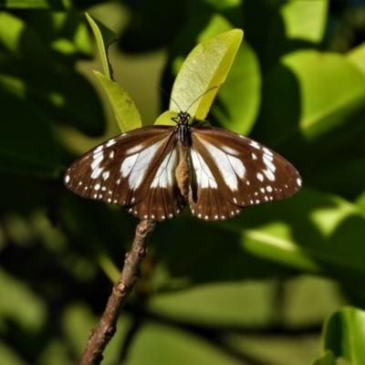 Danaus affinis (Marsh Tiger) at Town Common, QLD - 19 Mar 2021 by TerryS