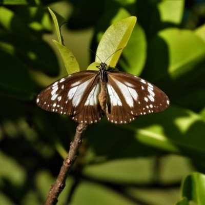Danaus affinis (Marsh Tiger / Swamp Tiger) at Town Common, QLD - 20 Mar 2021 by TerryS