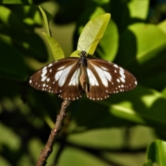 Danaus affinis (Marsh Tiger) at Town Common, QLD - 19 Mar 2021 by TerryS