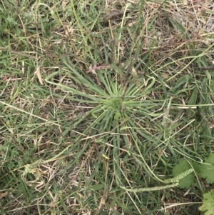 Plantago coronopus subsp. coronopus at Pialligo, ACT - 5 Feb 2022 11:05 AM