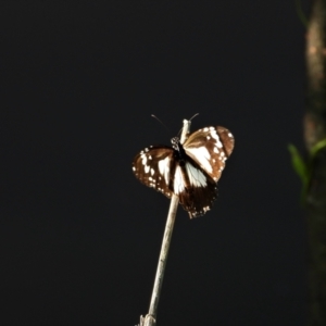 Danaus affinis at Town Common, QLD - 20 Mar 2021