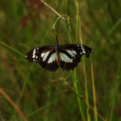 Danaus affinis (Marsh Tiger) at Town Common, QLD - 2 May 2021 by TerryS