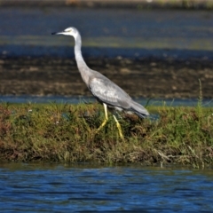 Egretta novaehollandiae (White-faced Heron) at Town Common, QLD - 1 May 2021 by TerryS