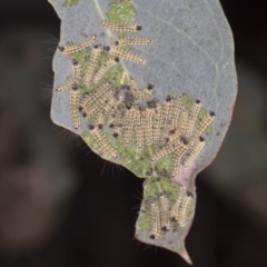 Uraba lugens (Gumleaf Skeletonizer) at Bango Nature Reserve - 3 Feb 2022 by AlisonMilton