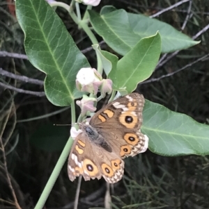 Junonia villida at Garran, ACT - 5 Feb 2022 02:55 PM