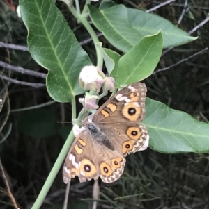 Junonia villida at Garran, ACT - 5 Feb 2022