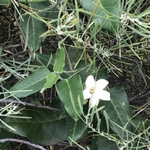 Araujia sericifera at O'Malley, ACT - 5 Feb 2022