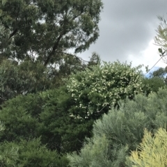 Araujia sericifera at O'Malley, ACT - 5 Feb 2022