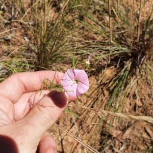 Convolvulus angustissimus at Hackett, ACT - 5 Feb 2022