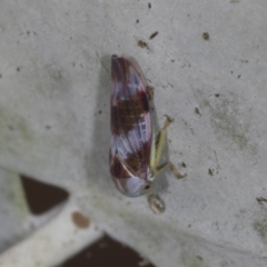 Rosopaella cuprea (A leafhopper) at Bango Nature Reserve - 3 Feb 2022 by AlisonMilton