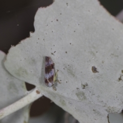 Rosopaella cuprea at Bango, NSW - 3 Feb 2022